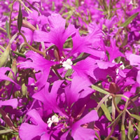 Clarkia pulchella flower